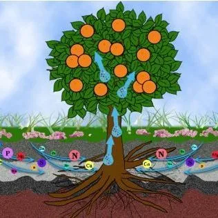 thumbnail for publication: Movement of Plant Nutrients